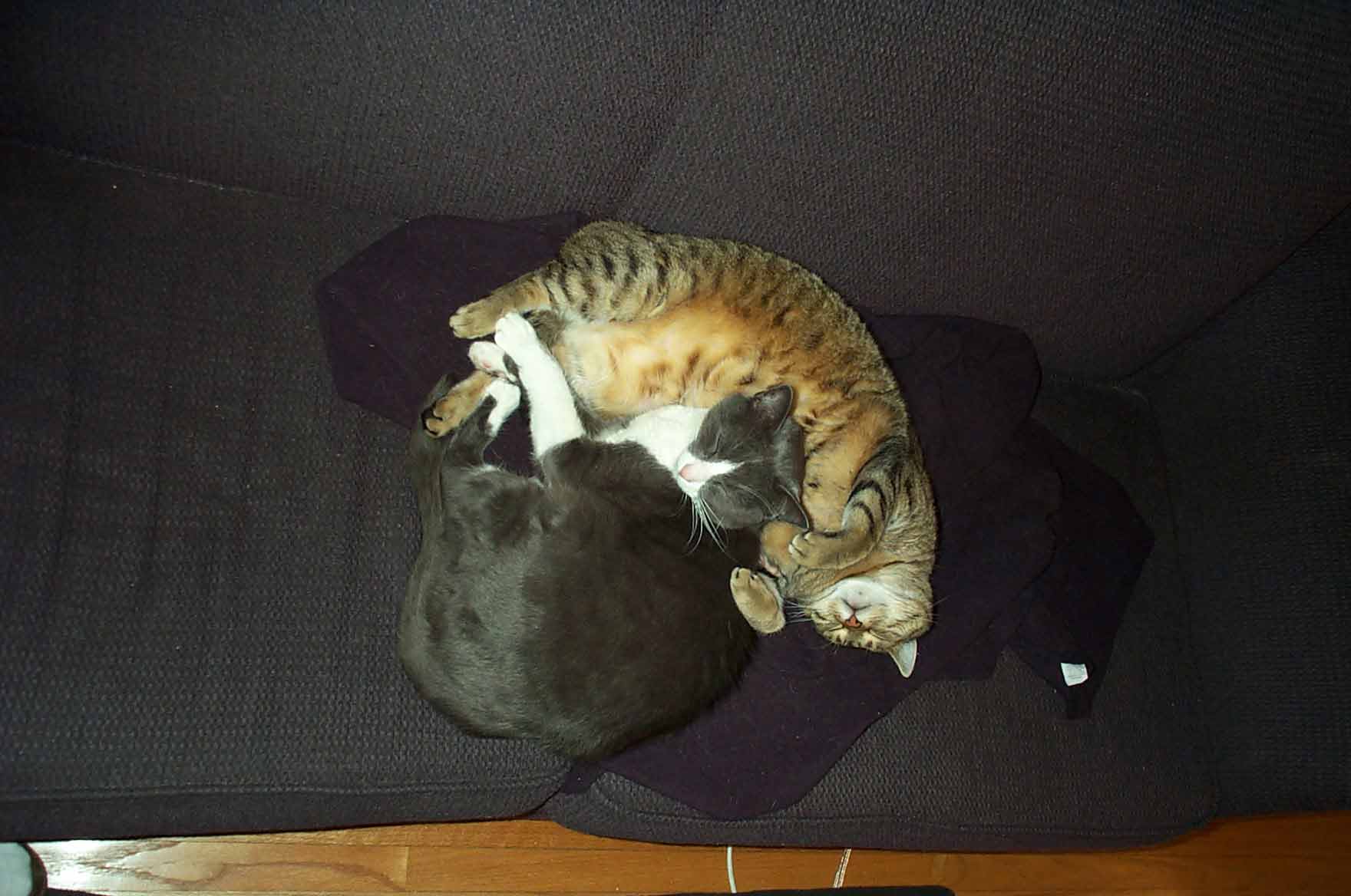 Two sleeping cats